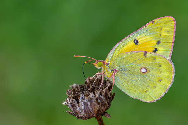 Colias chrysotheme - dolomit-kéneslepke