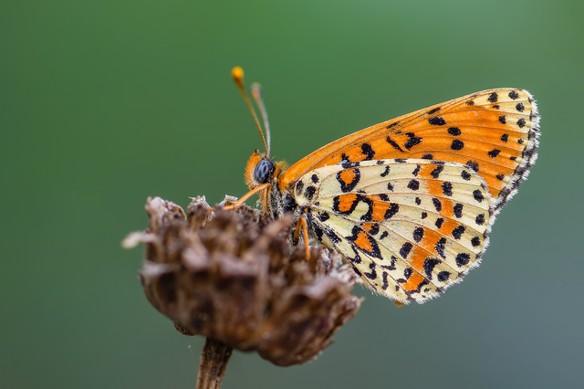 Melitaea didyma - tüzes tarkalepke