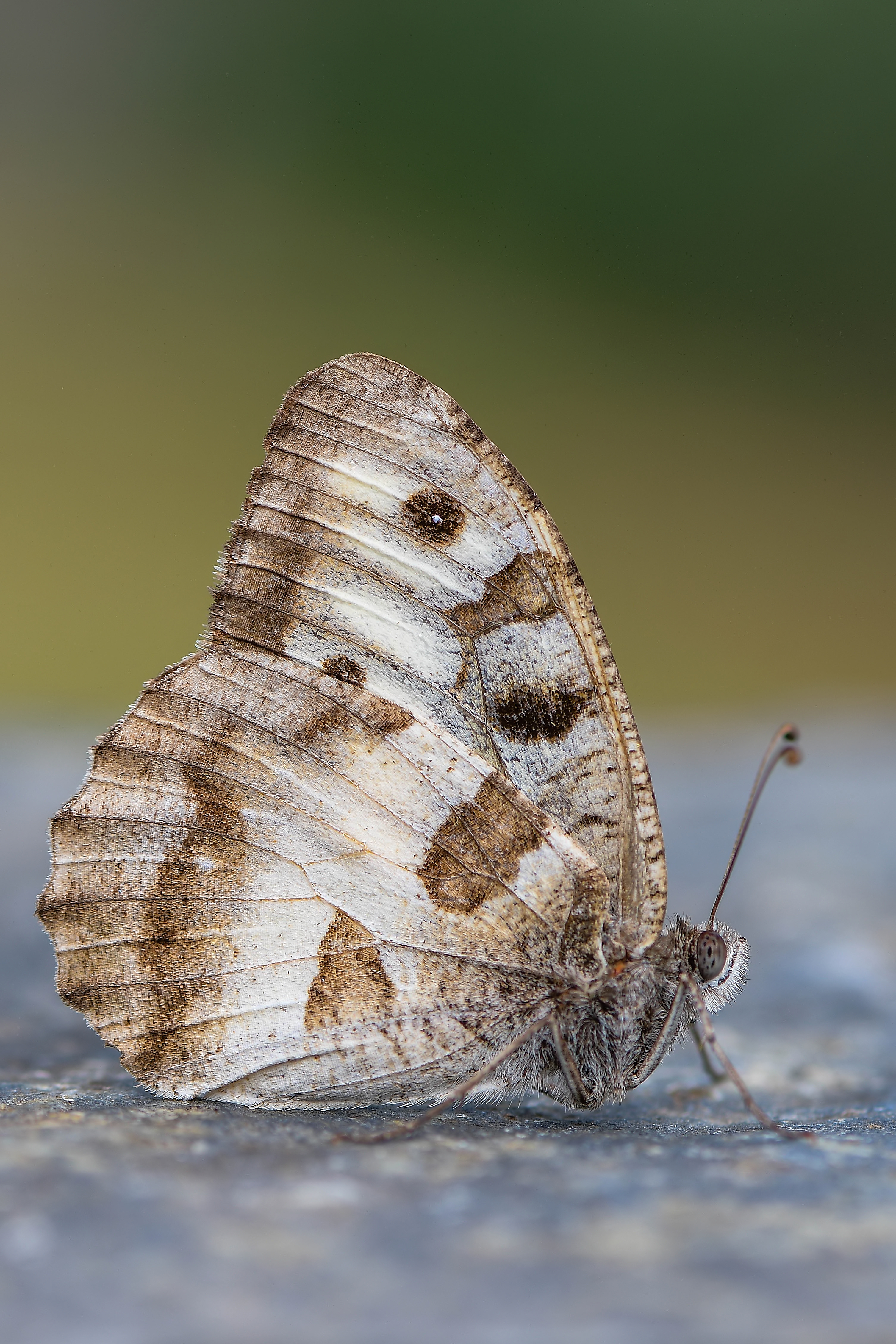 Chazara briseis - tarka szemeslepke