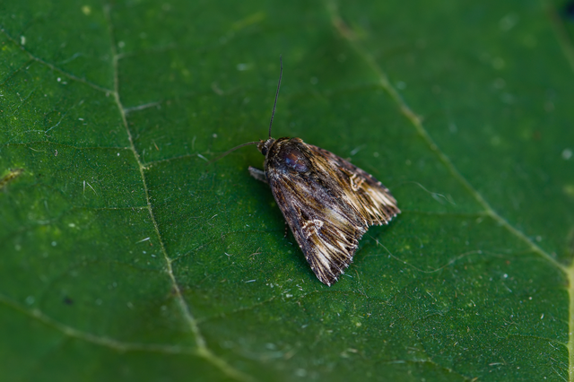 Actinotia radiosa - kis sugarasbagoly