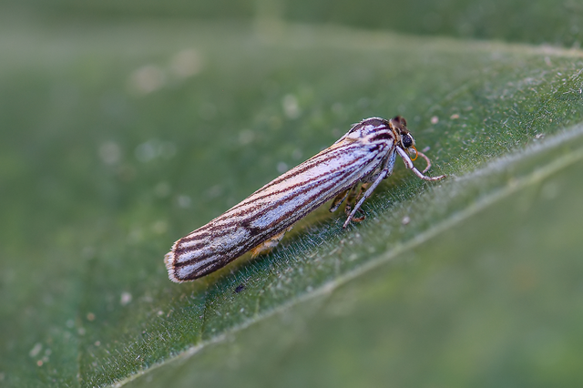 Spiris striata - csíkos molyszövő