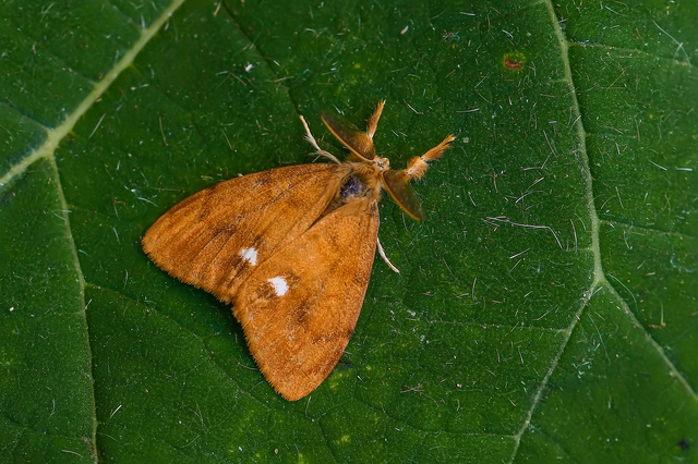 Orgyia antiqua - rozsdabarna kisszövő
