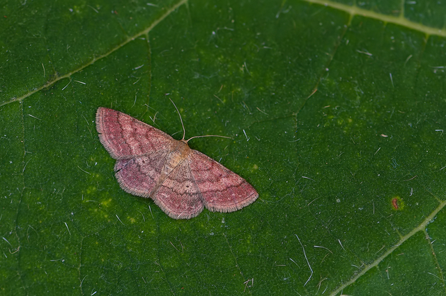 Scopula rubiginata - réti pirosaraszoló