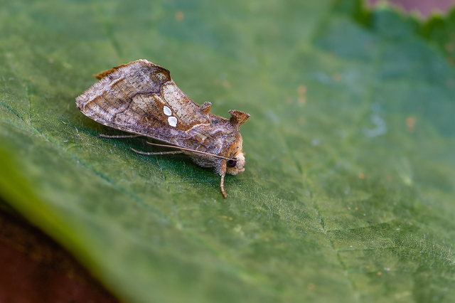 Chrysodeixis chalcites - déli aranybagoly