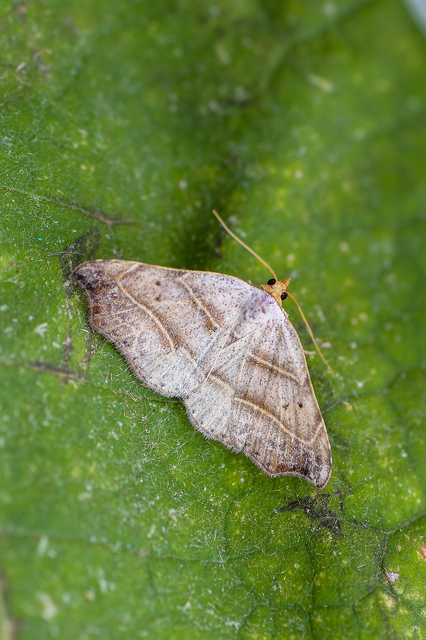 Laspeyria flexula - zuzmóbagoly