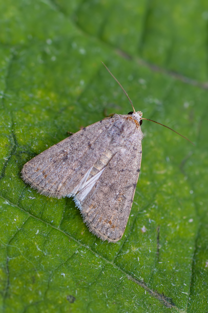 Paradrina clavipalpis - közönséges selymesbagoly