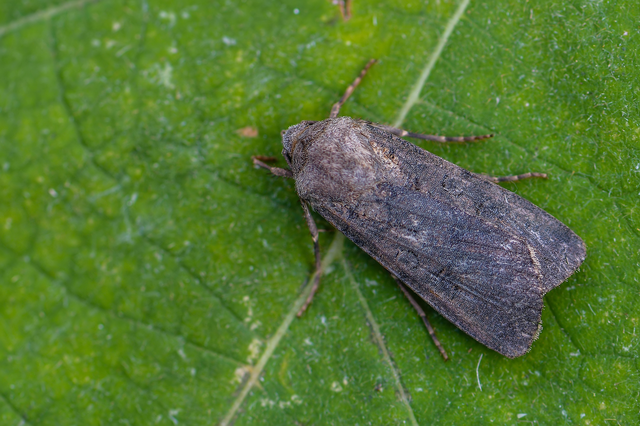 Agrotis segetum - vetési földibagoly
