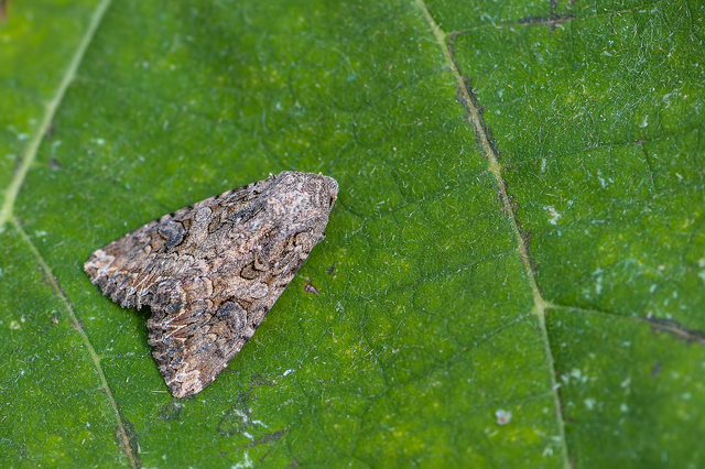 Hadula trifolii - lóherebagoly Hadula trifolii - lóherebagoly