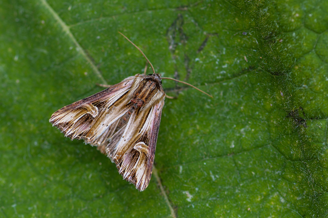 Actinotia polyodon - nagy sugarasbagoly