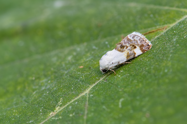 Acontia lucida - fehér nappalibagoly