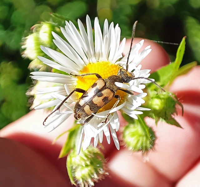 Pachytodes erraticus - rajzos virágcincér