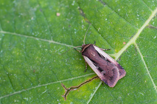 Ochropleura plecta - fehérszegélyű fűbagoly
