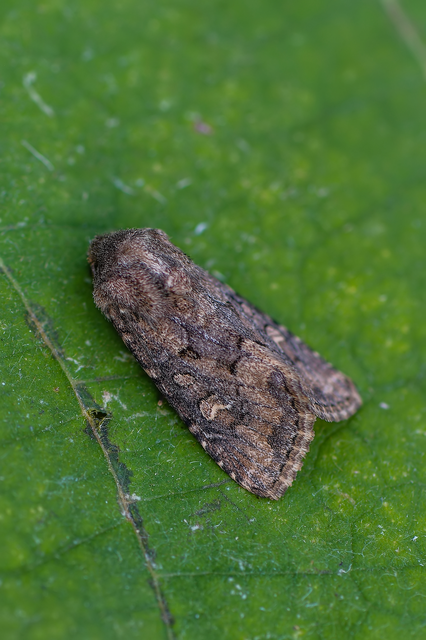 Luperina testacea - barnás szürkebagoly