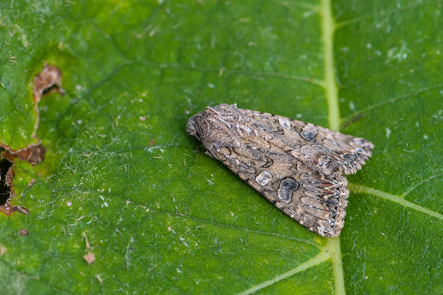 Hadula trifolii - lóherebagoly Hadula trifolii - lóherebagoly