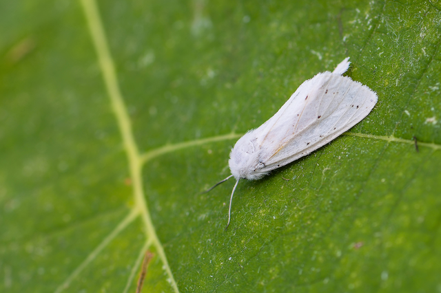 Spilosoma urticae - hószínű medvelepke