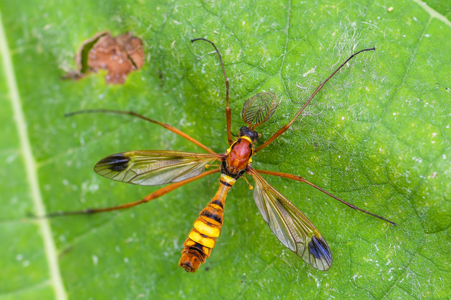 Ctenophora ornata - sárga fésűsszúnyog