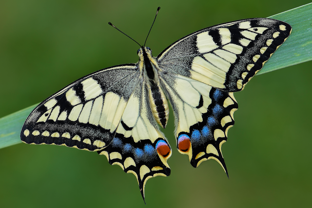 Papilio machaon - fecskefarkú lepke