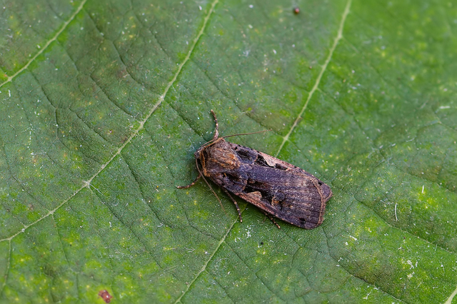 Xestia c-nigrum - c-betűs fűbagoly