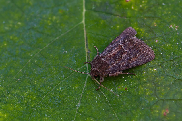 Thalpophila matura - fakó erdeibagoly