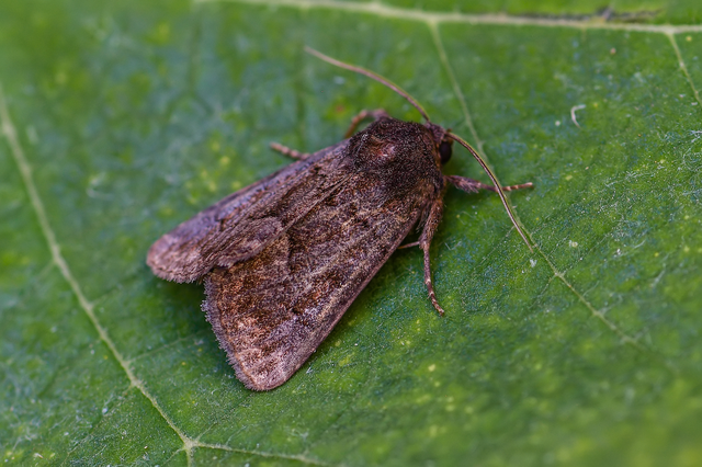 Thalpophila matura - fakó erdeibagoly