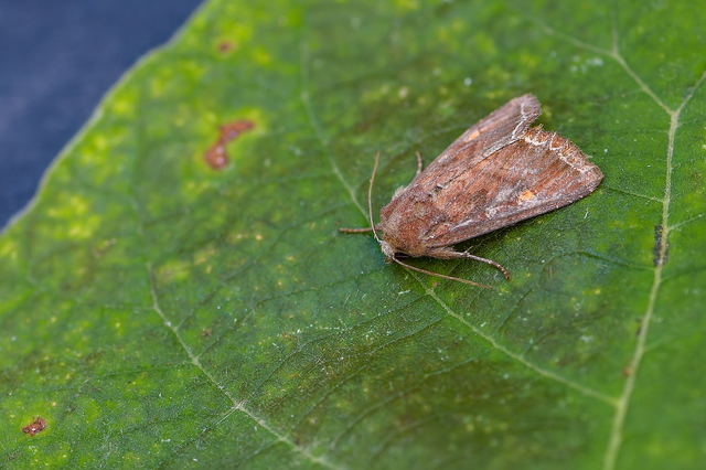 Lacanobia oleracea - saláta-kertibagoly