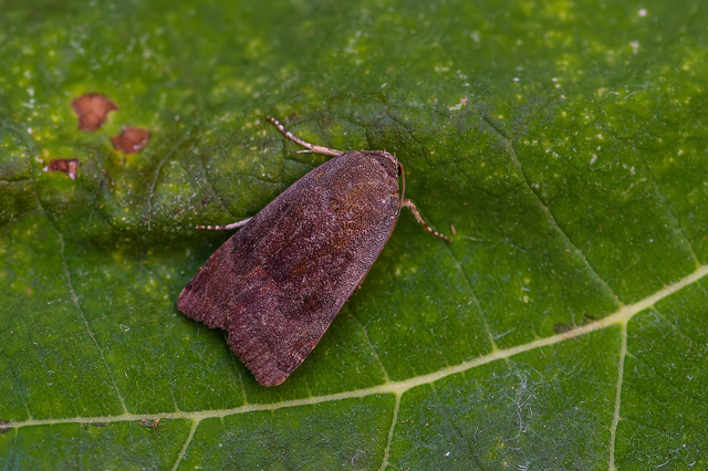 Noctua janthe/janthina