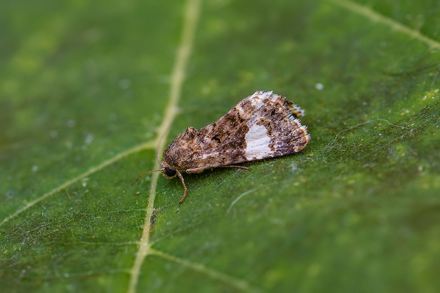 Tyta luctuosa - fekete nappalibagoly