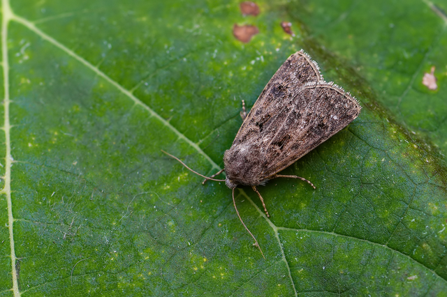 Agrotis bigramma - kétjegyű földibagoly