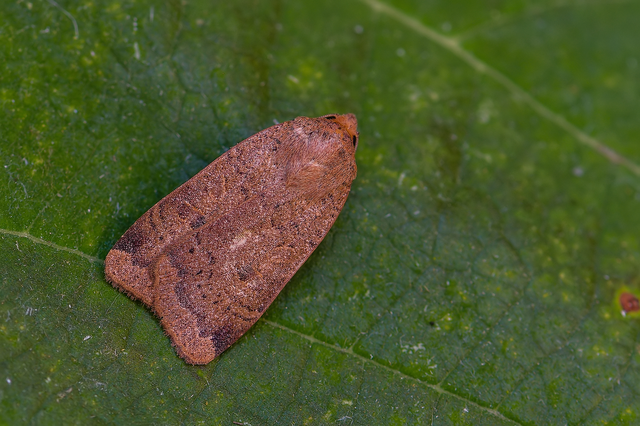 Noctua comes - kis sárgafűbagoly