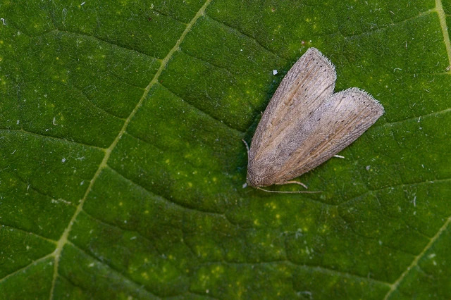 Chilodes maritima - négyfoltos nádibagoly