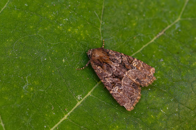 Oligia strigilis/latruncula/versicolor
