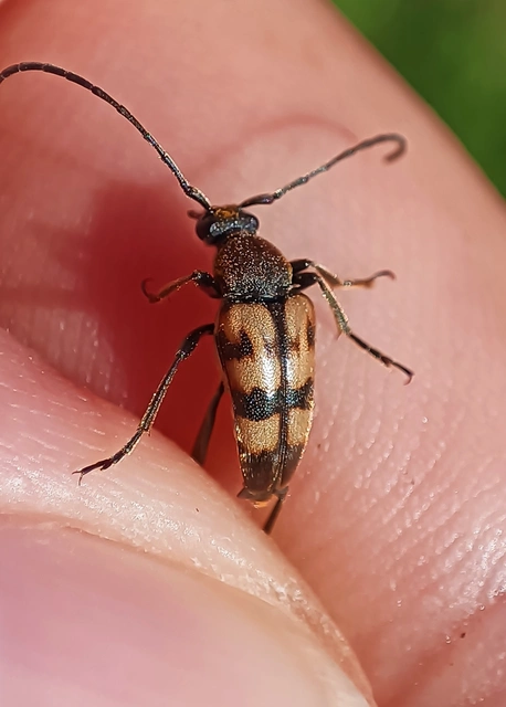 Pachytodes erraticus - rajzos virágcincér