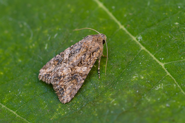Hadula trifolii - lóherebagoly Hadula trifolii - lóherebagoly