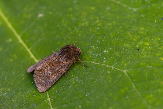 Thalpophila matura - fakó erdeibagoly
