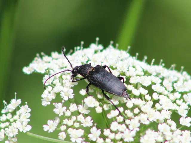 Stictoleptura scutellata - hegyi virágcincér