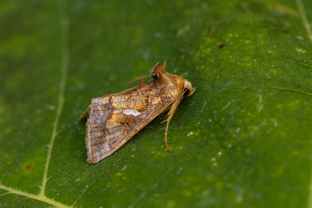 Chrysodeixis chalcites - déli aranybagoly