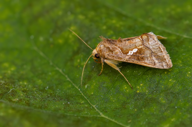 Chrysodeixis chalcites - déli aranybagoly