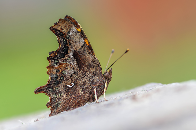 Nymphalis c-album - C-betűs lepke