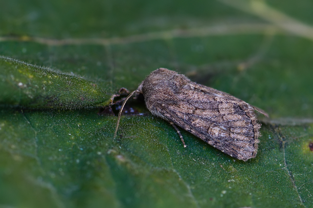 Luperina testacea - barnás szürkebagoly