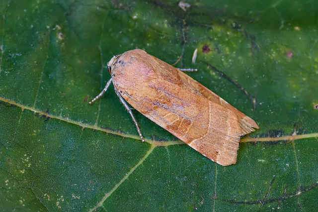Noctua fimbriata - szélessávú sárgafűbagoly