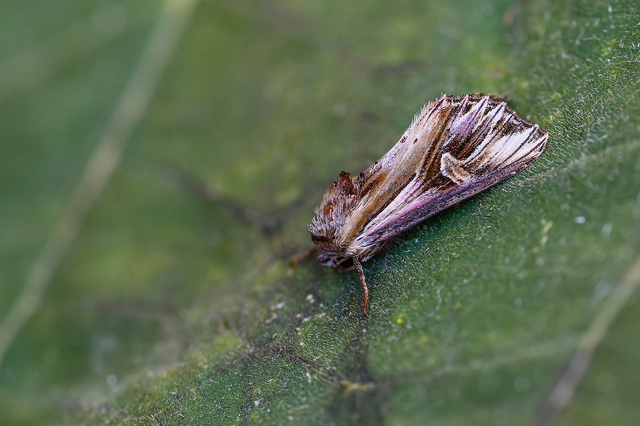 Actinotia polyodon - nagy sugarasbagoly