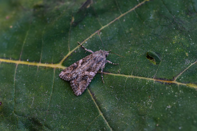 Hadula trifolii - lóherebagoly Hadula trifolii - lóherebagoly