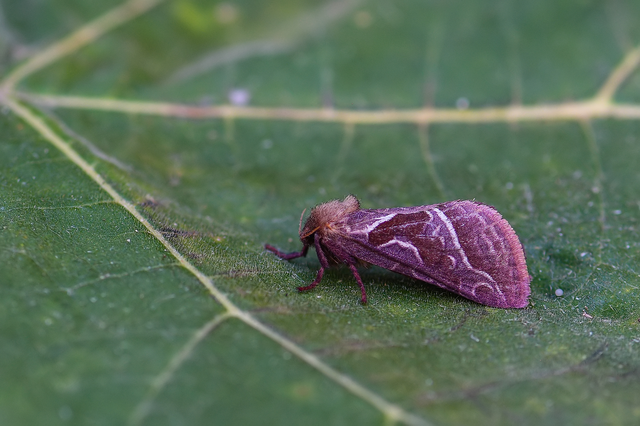 Triodia sylvina - kis gyökérrágólepke