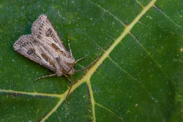 Agrotis vestigialis - őszi földibagoly