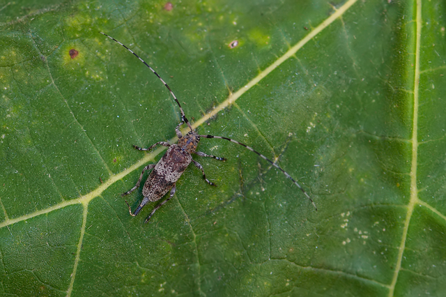 Acanthocinus griseus - szürke daliáscincér
