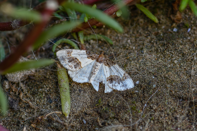Ligdia adustata - barna levélaraszoló