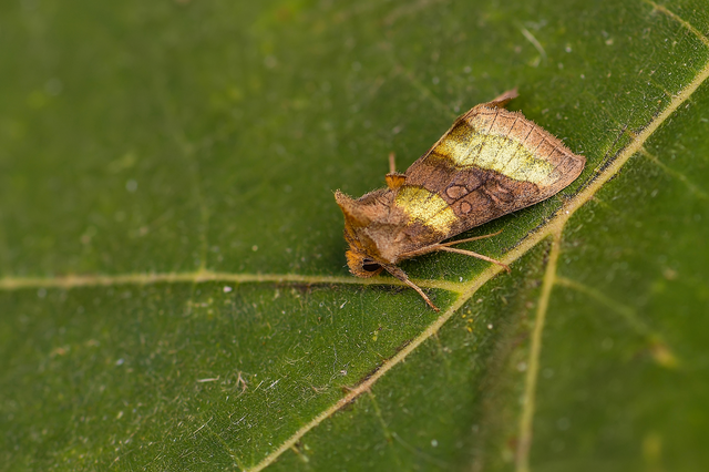 Diachrysia chrysitis - aranybagoly