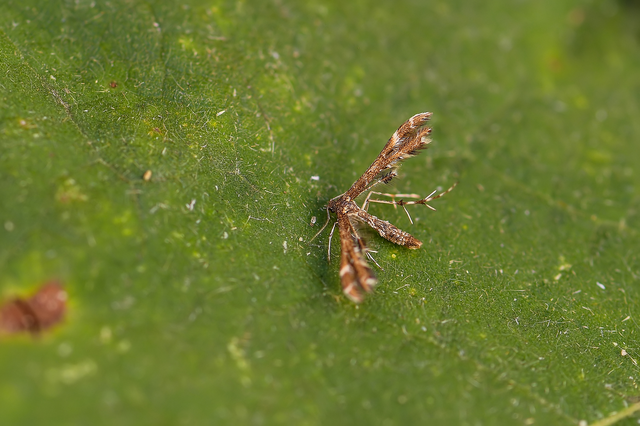 Pterophoridae - tollasmolyfélék