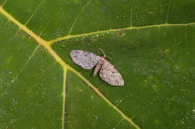 Eupithecia orphnata - kockásrojtú törpearaszoló