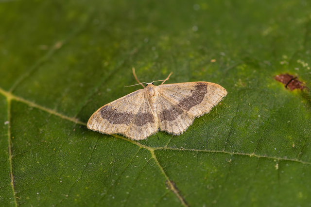 Idaea aversata - nagy sávosaraszoló